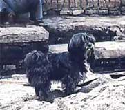 A Tibetan terrier in Katmandu, Nepal, 1977
